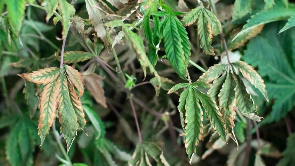 Malnourished cannabis plant