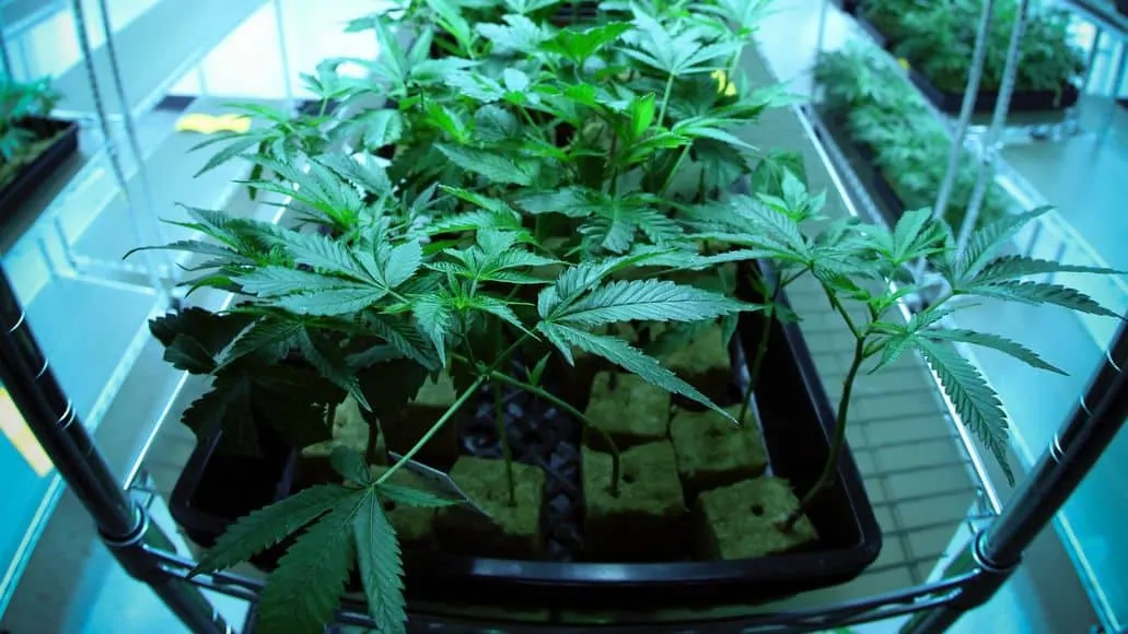Marijuana plants in grow medium