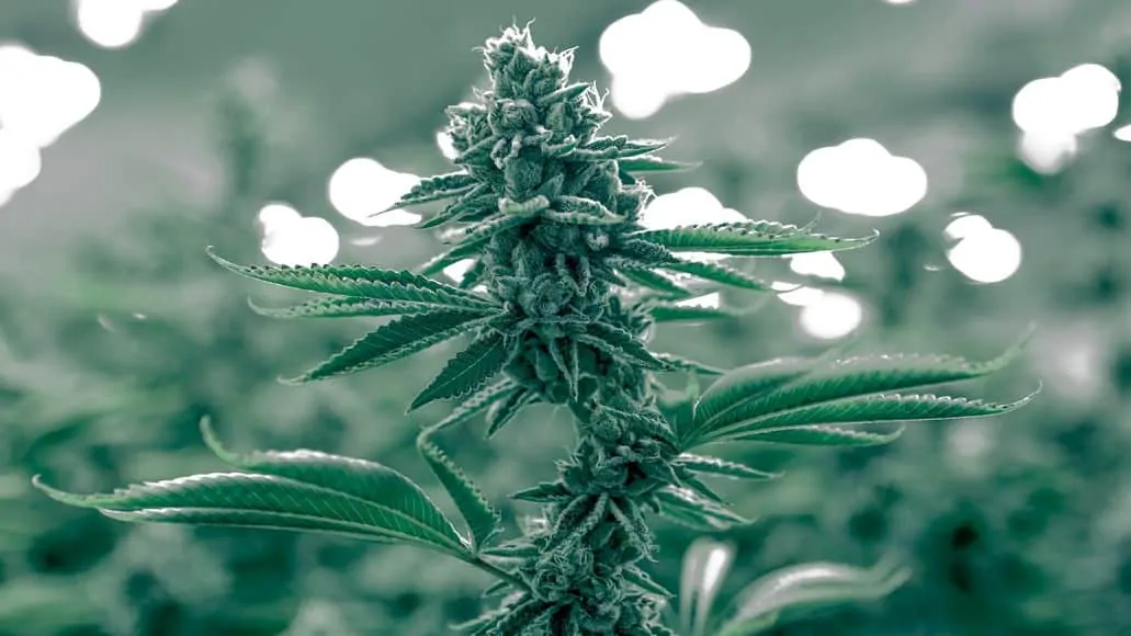 marijuana plant under some uv LED light