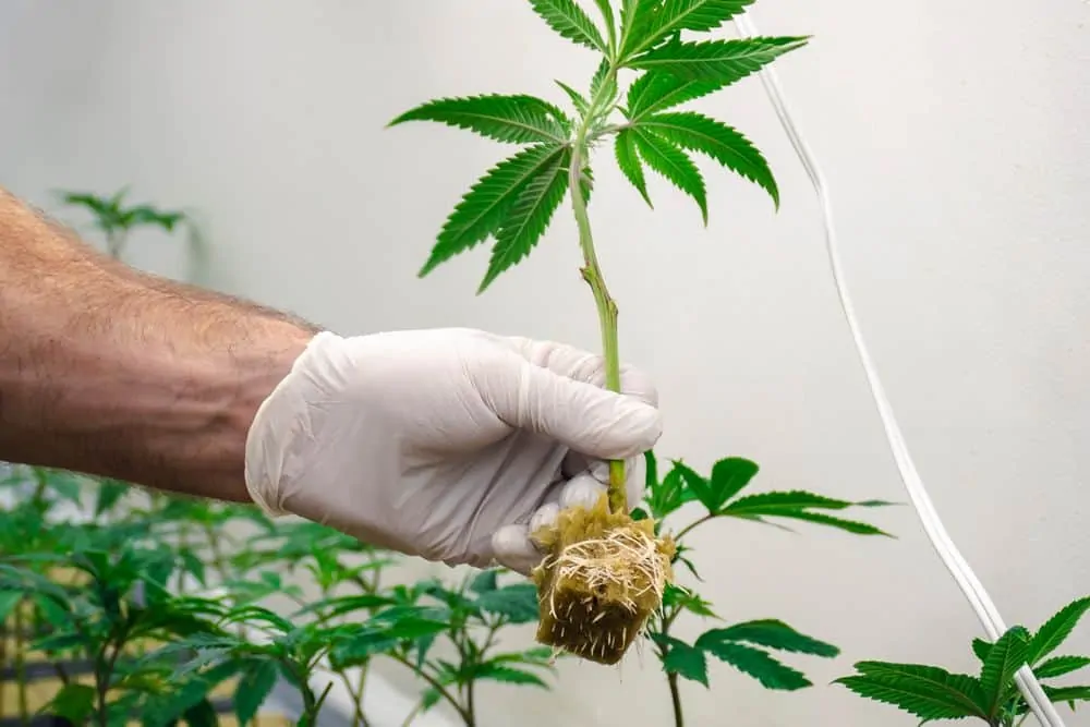 How ling does it take to grow marijuana