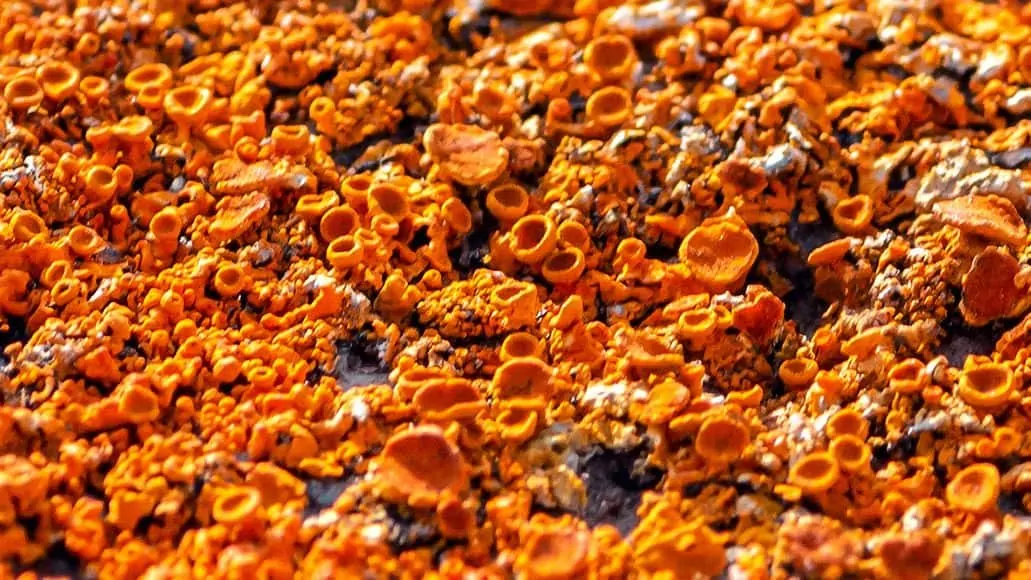 Rust fungus close up