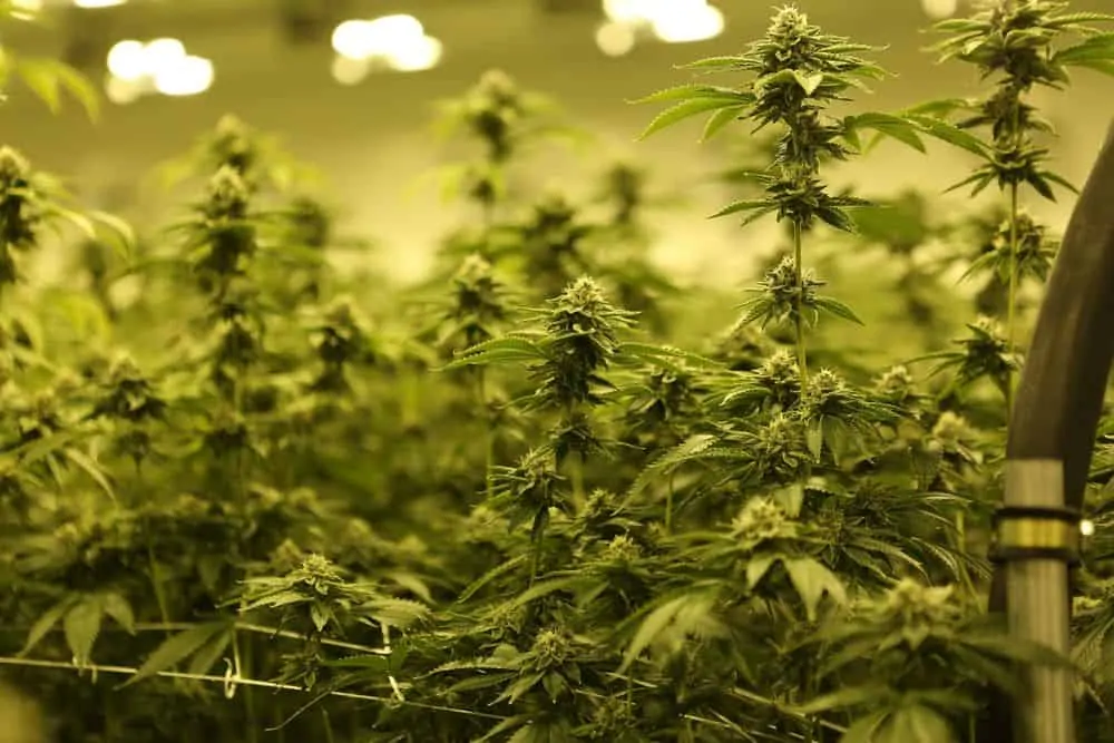marijuana plants stretching due to carbon dioxide
