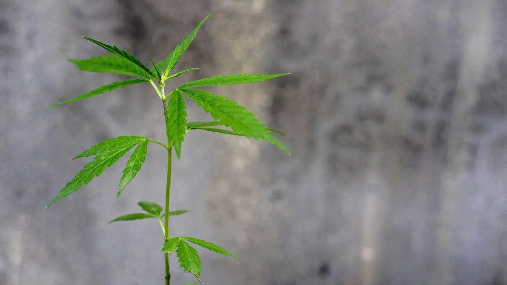 vegging cannabis plant