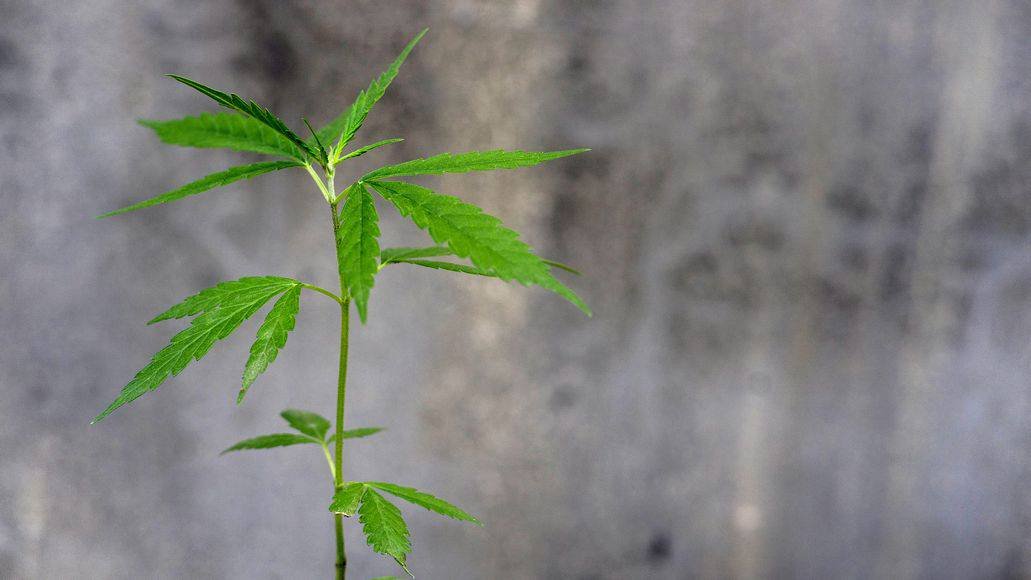 vegging cannabis plant under dim lights