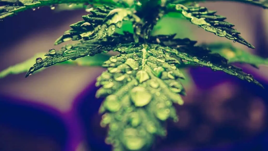 Cannabis leaf with water drops