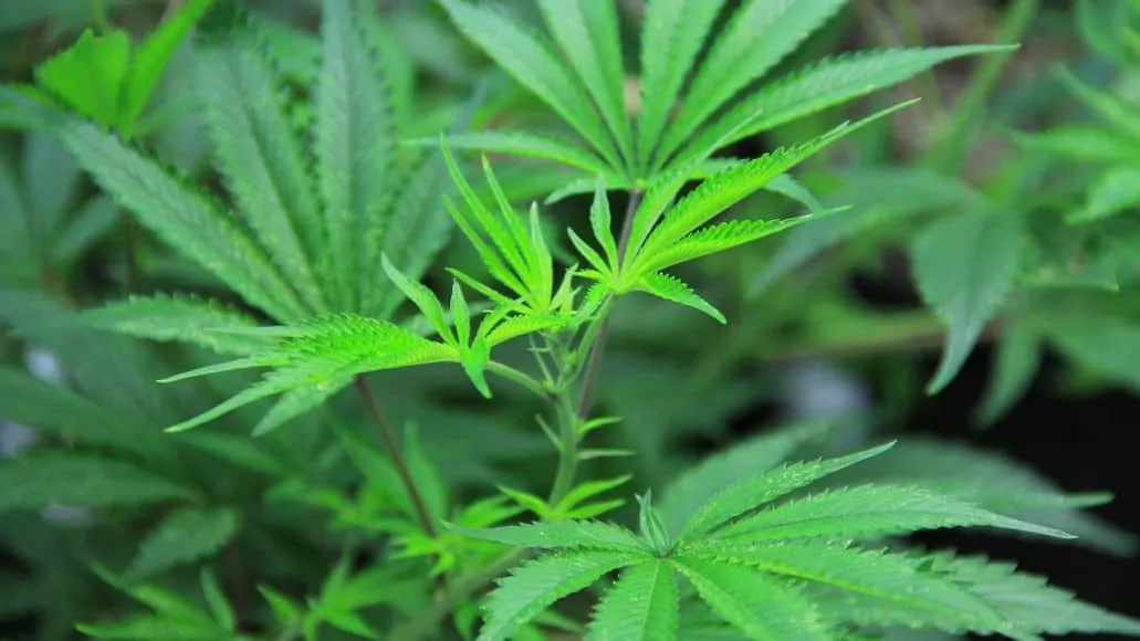 marijuana vegging