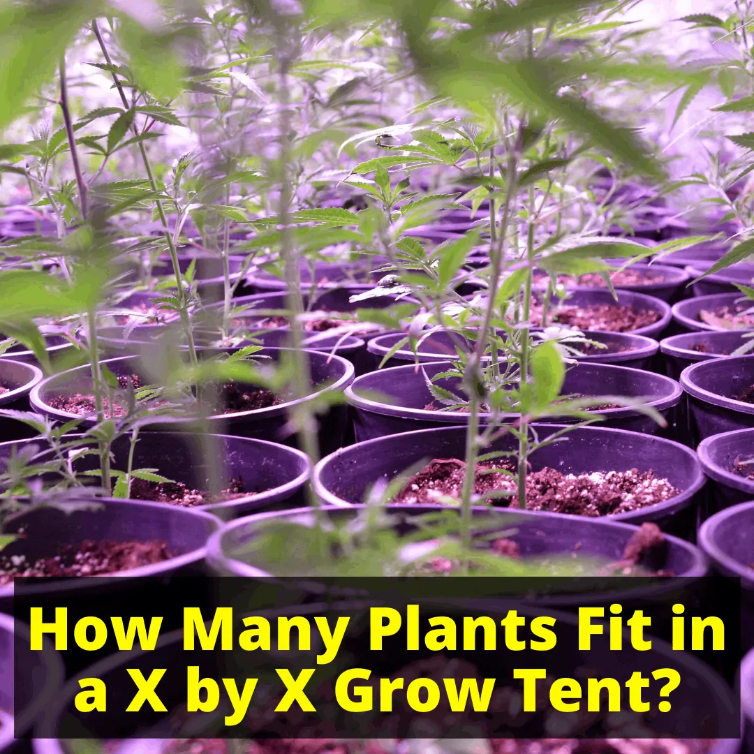 How Many Plants Can I Fit in a Grow Tent