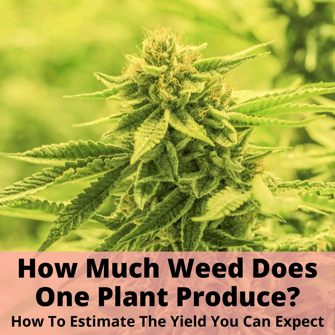 How much weed one plant grow