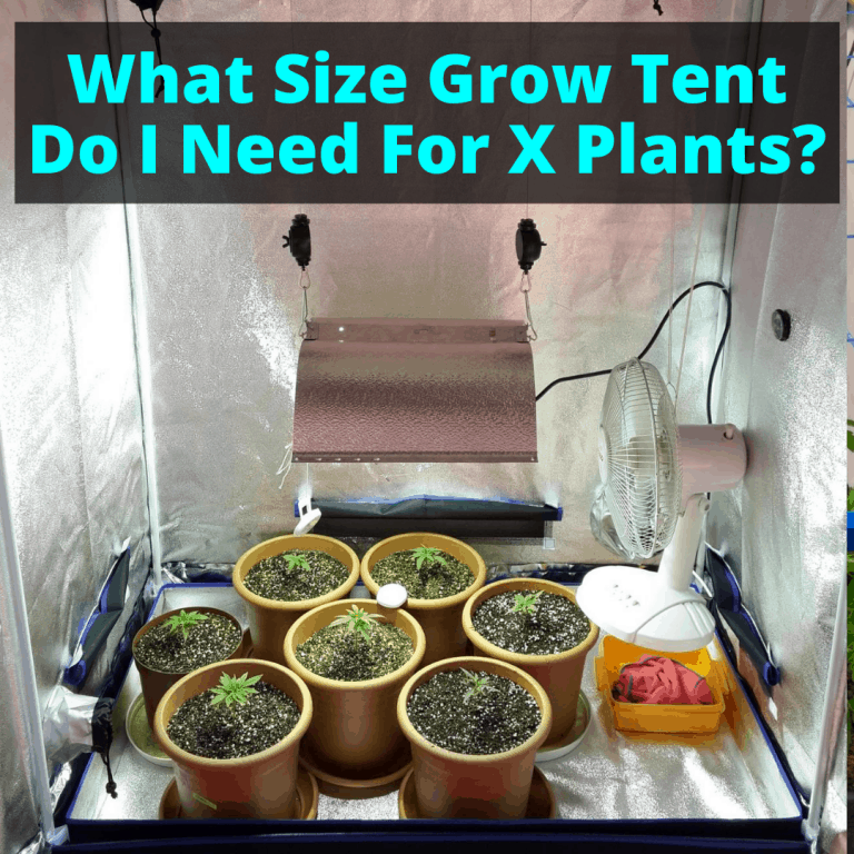 Can You Use Regular Light Bulbs As Grow Lights?