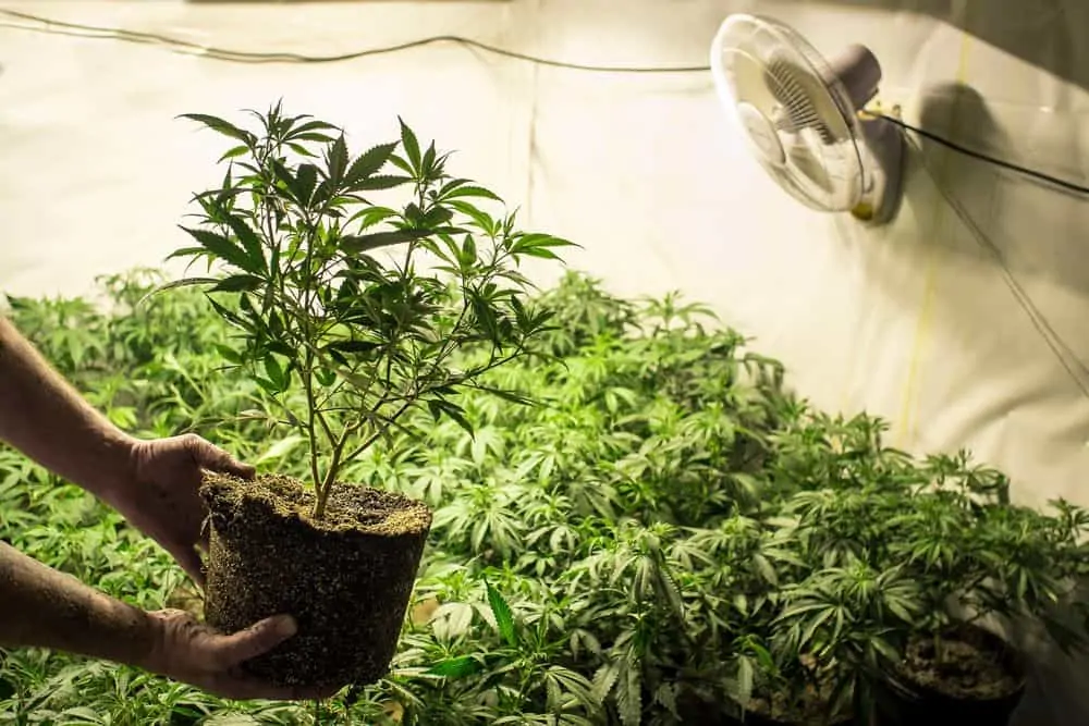 Many cannabis plants in a grow tent