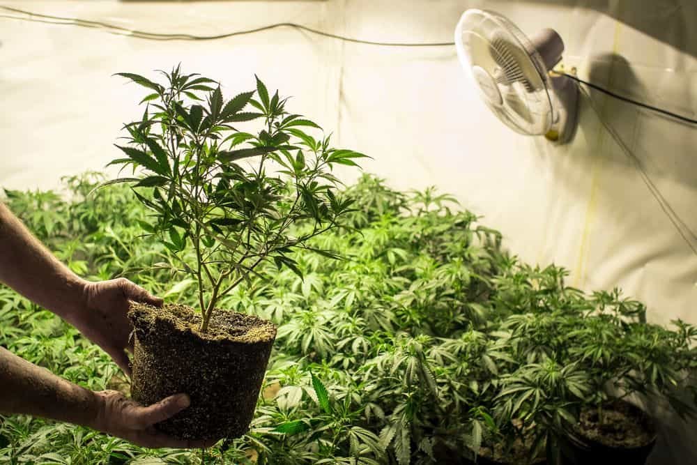 fan provides air flow to marijuana grow