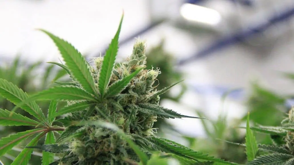 Maximum yield from a marijuana plant