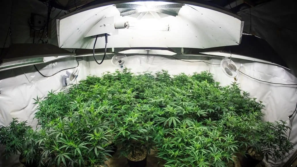 grow tent with marijuana plants