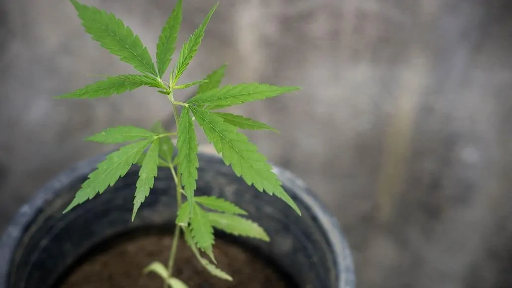 One single marijuana plant