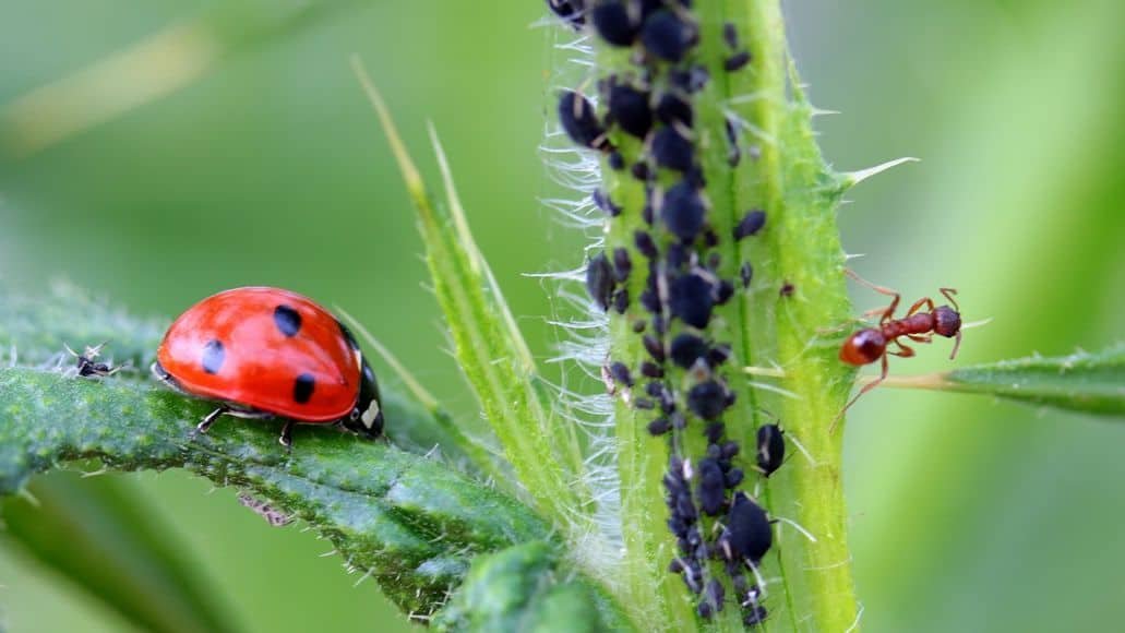 Pests on a weed plant