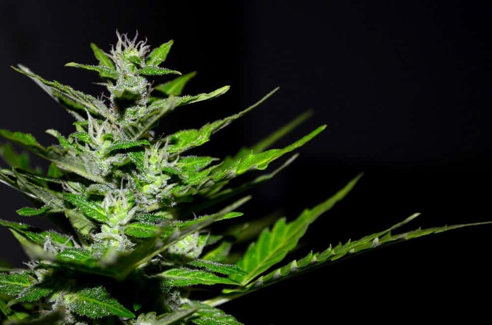 Respiring cannabis plant in the dark