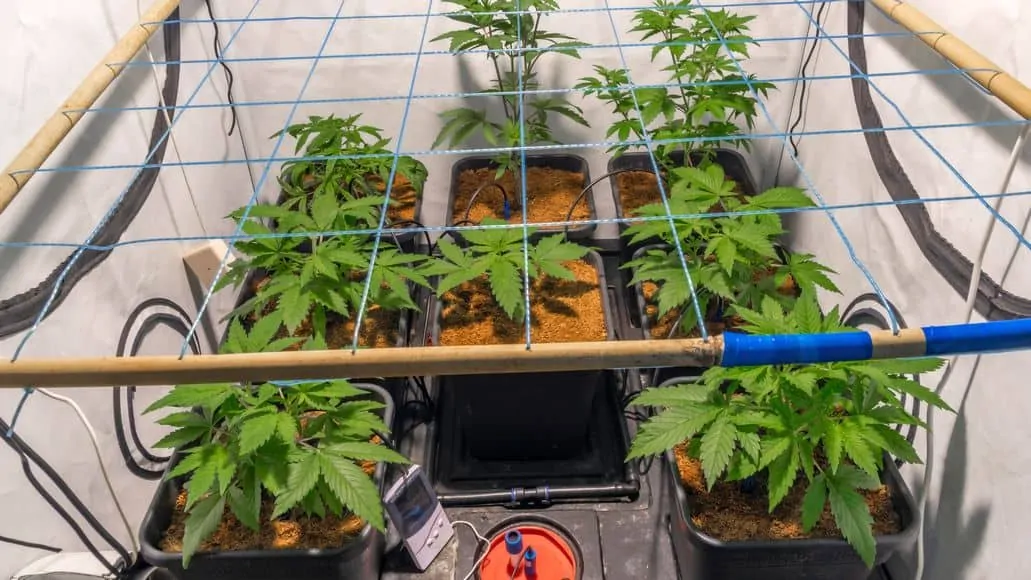 Screen of green cannabis grow tent