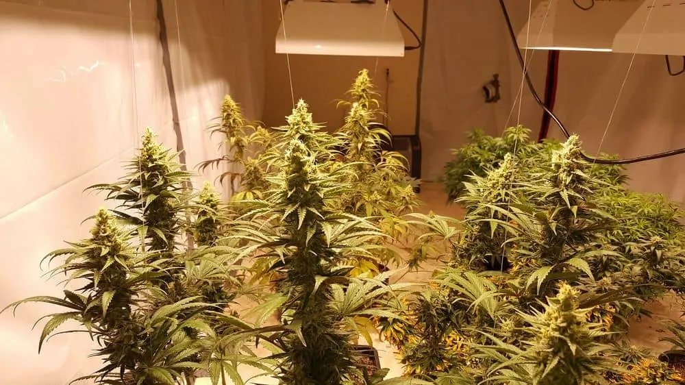 Twelve marijuana plants