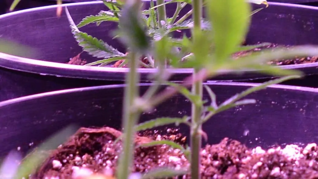 Two weed plants under led grow light