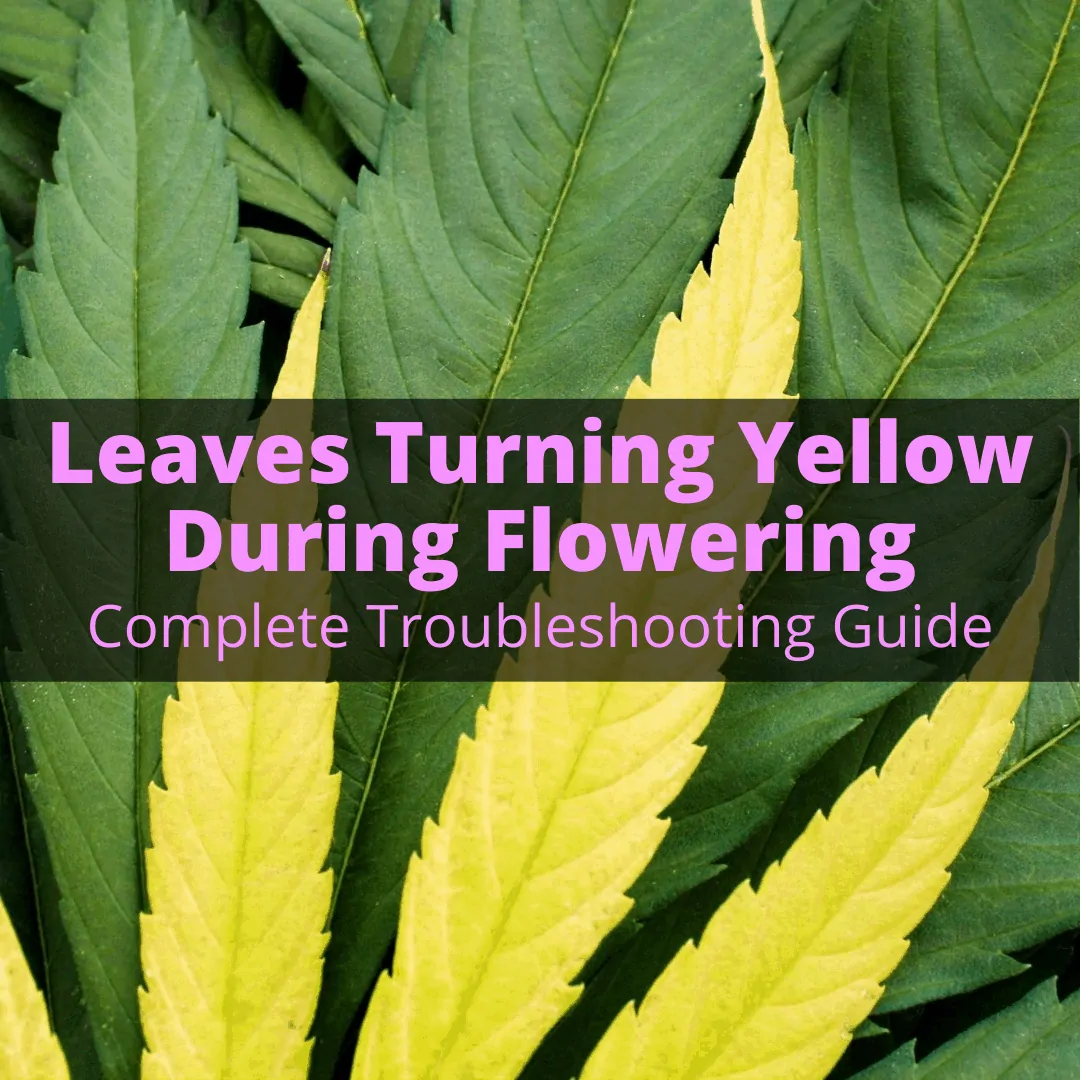 Leaves Turning Yellow During Flowering (Troubleshooting Guide) - Grow Light  Info