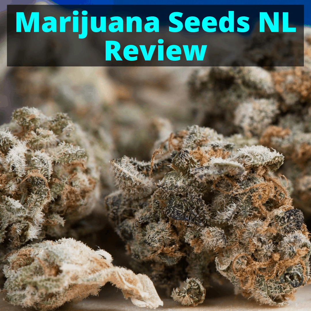 Revue de Marijuana Seeds NL