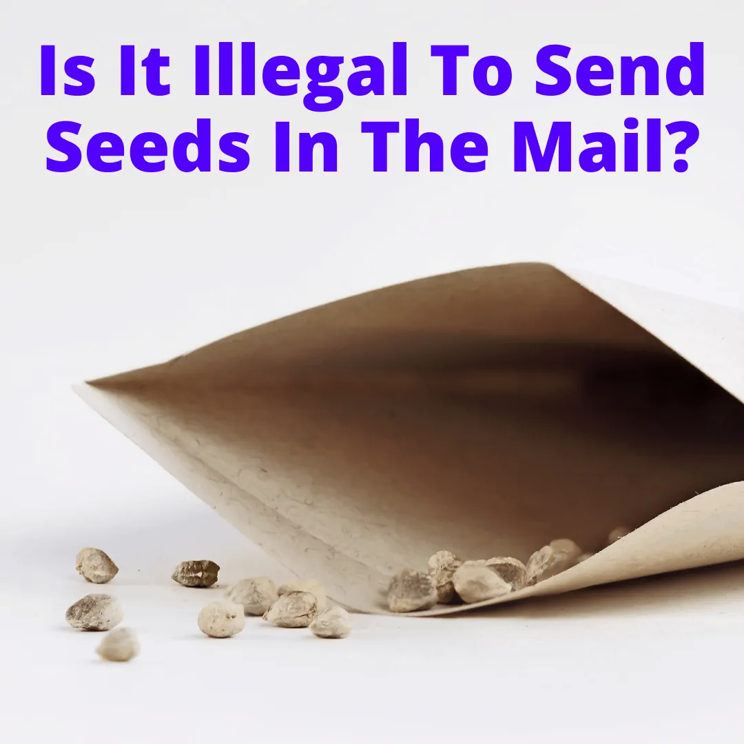 Is It Illegal To Send Seeds In The Mail