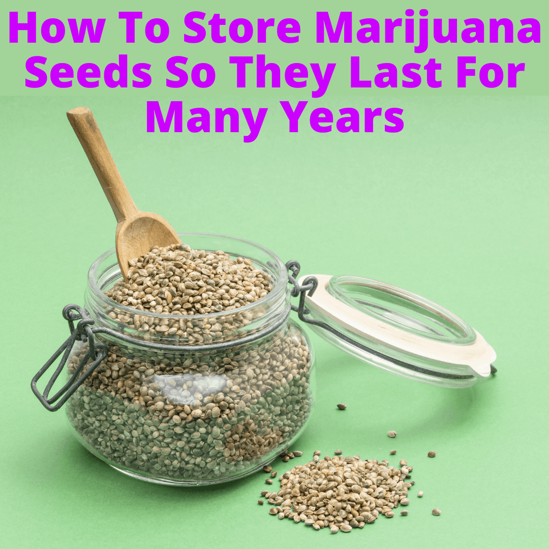 How To Store Marijuana Seeds