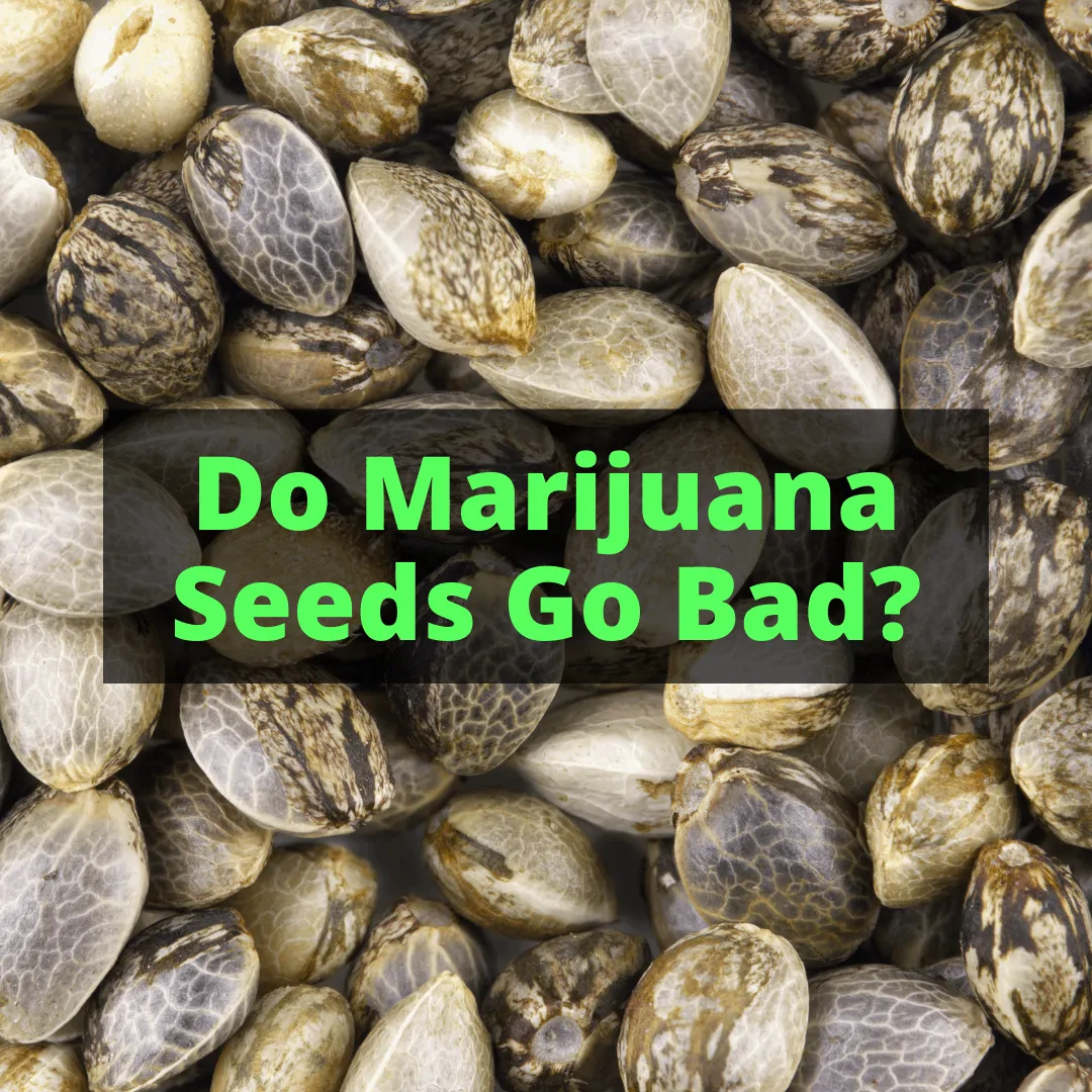 Do Marijuana Seeds Go Bad