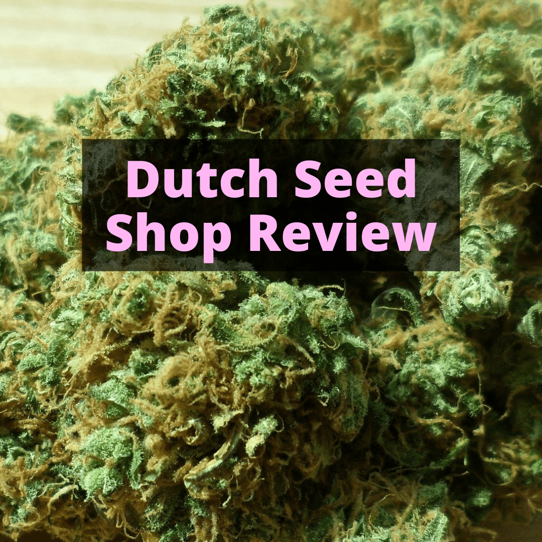 Dutch Seed Shop Review