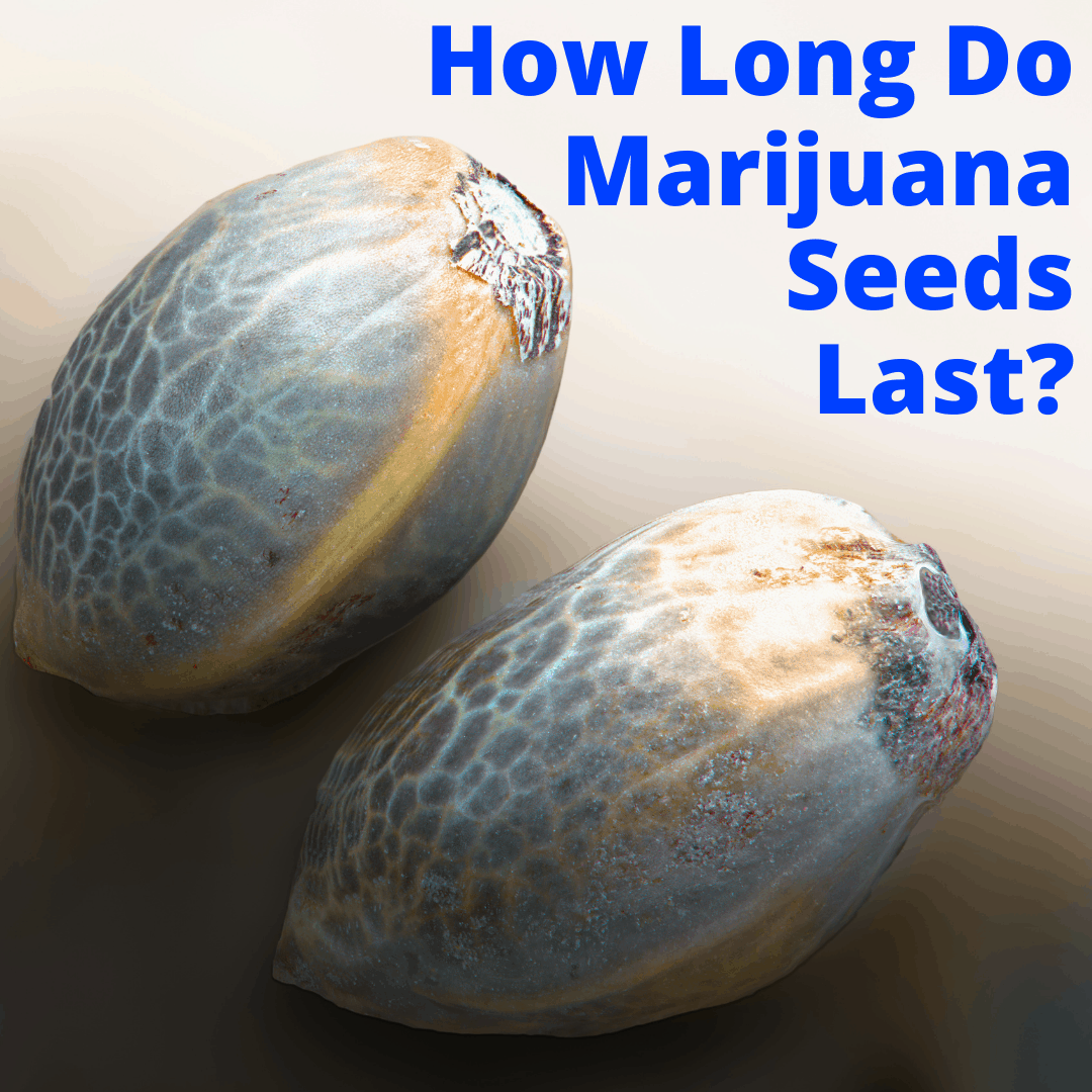 How Long do Marijuana Seeds Last