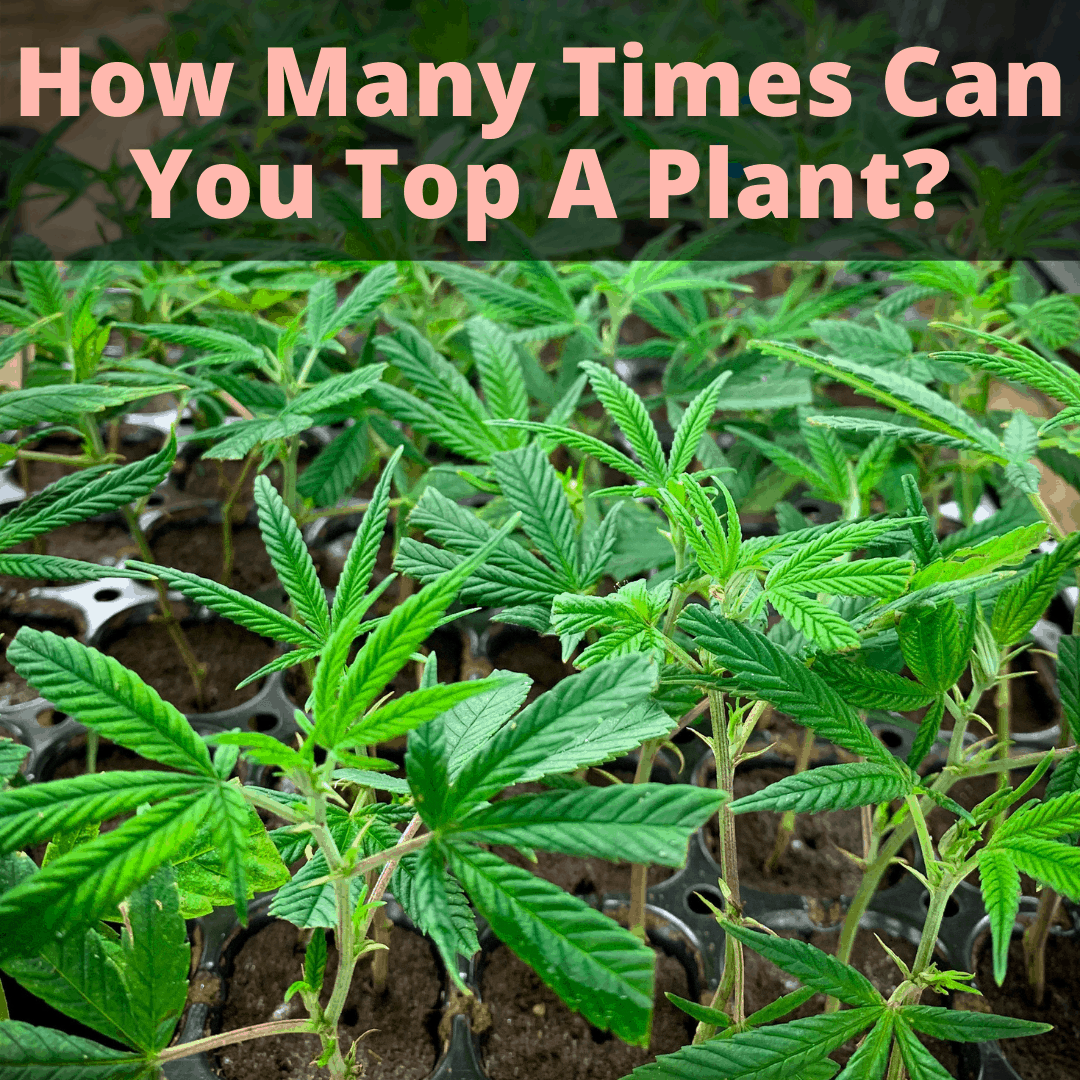 How Many Times You Top A Plant?