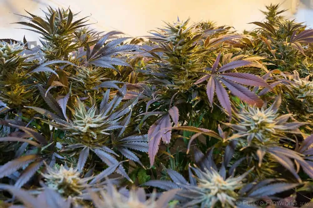 Topped marijuana plants