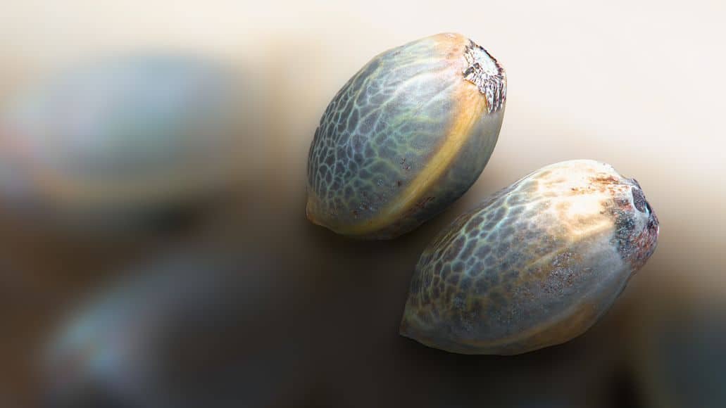 Cannabis seeds