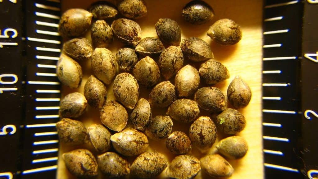 Do Marijuana Seeds Go Bad? (Plus how To Prevent It)