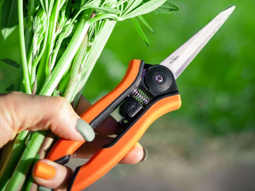 trimming scissors for topping plants