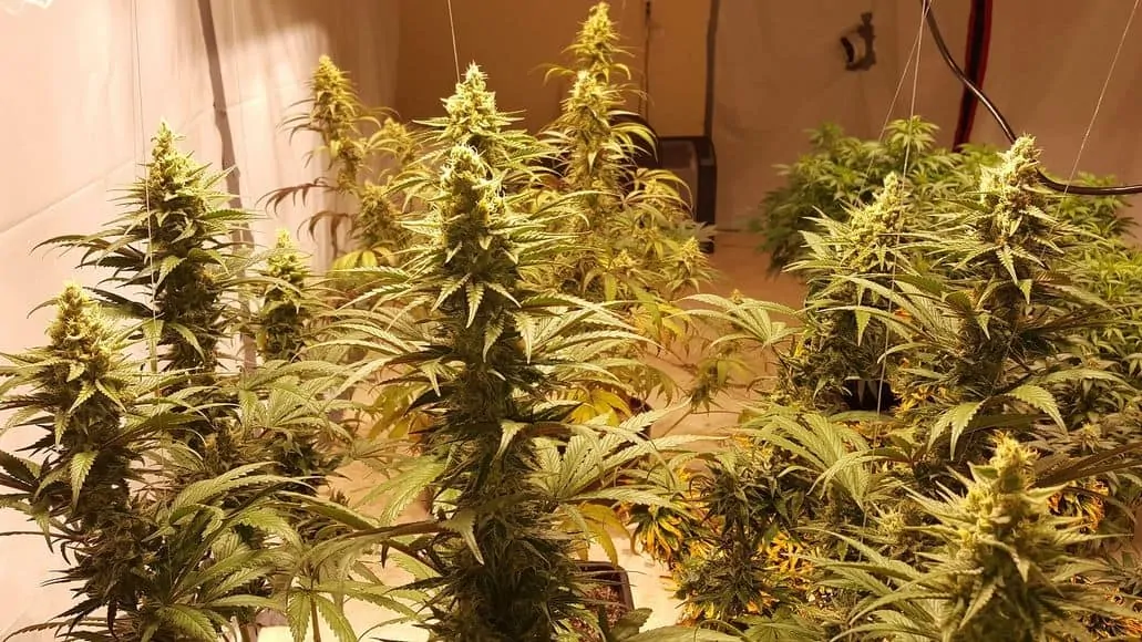 Untopped cannabis plants