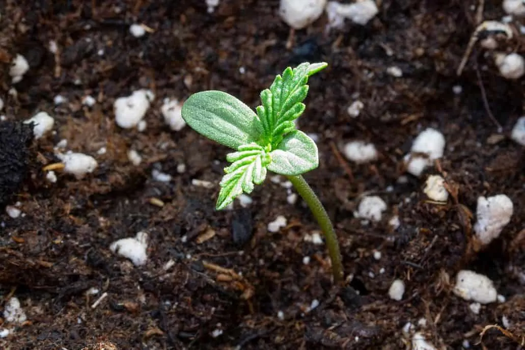 Cannabis seedling from feminized seed