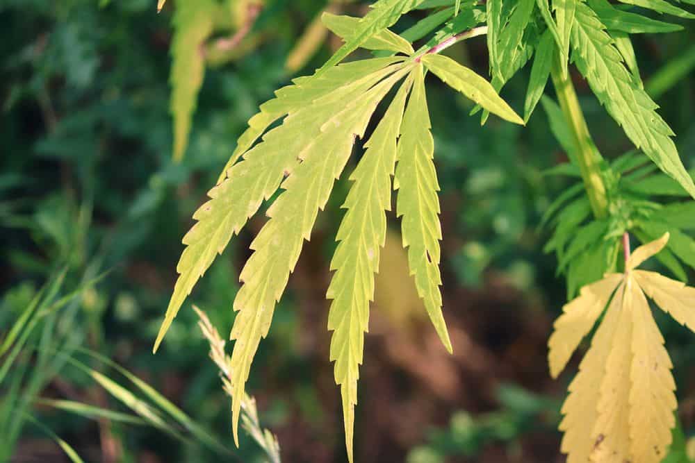 cal mag deficiency in weed plants