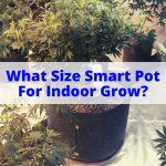 What Size Smart Pot For Indoor Grow