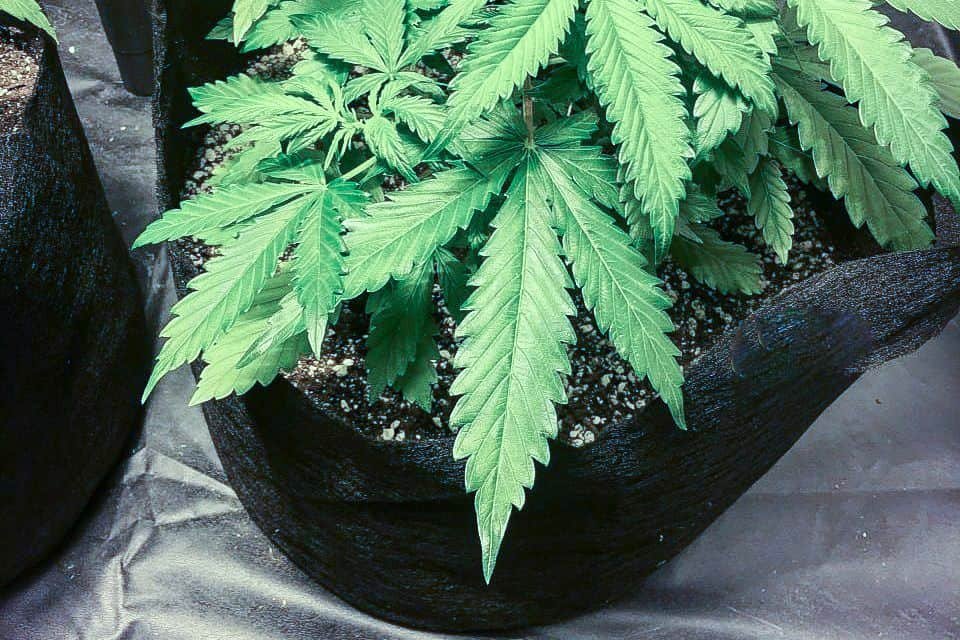 marijuana plant in smart pot