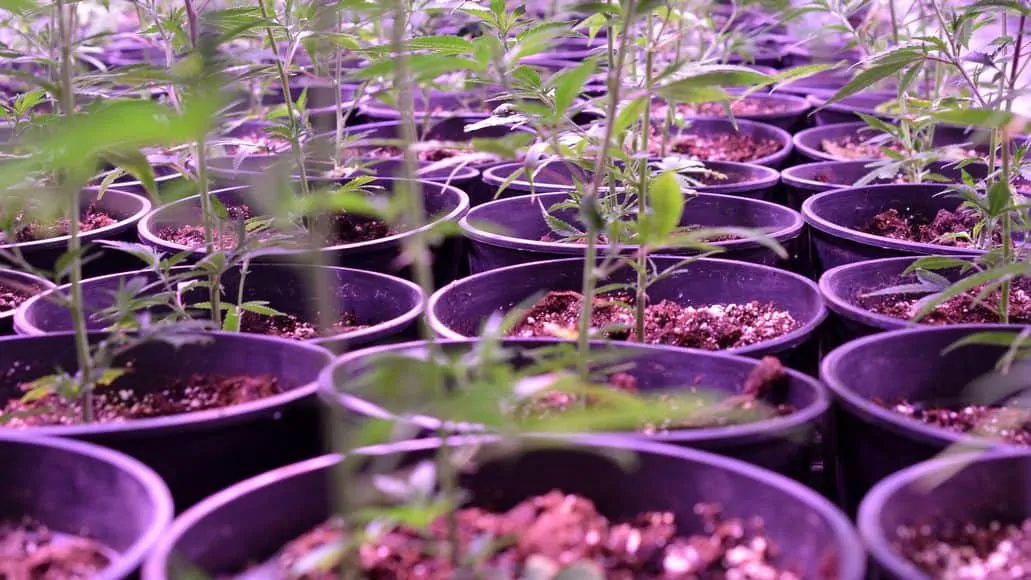 marijuana plants in regular pots