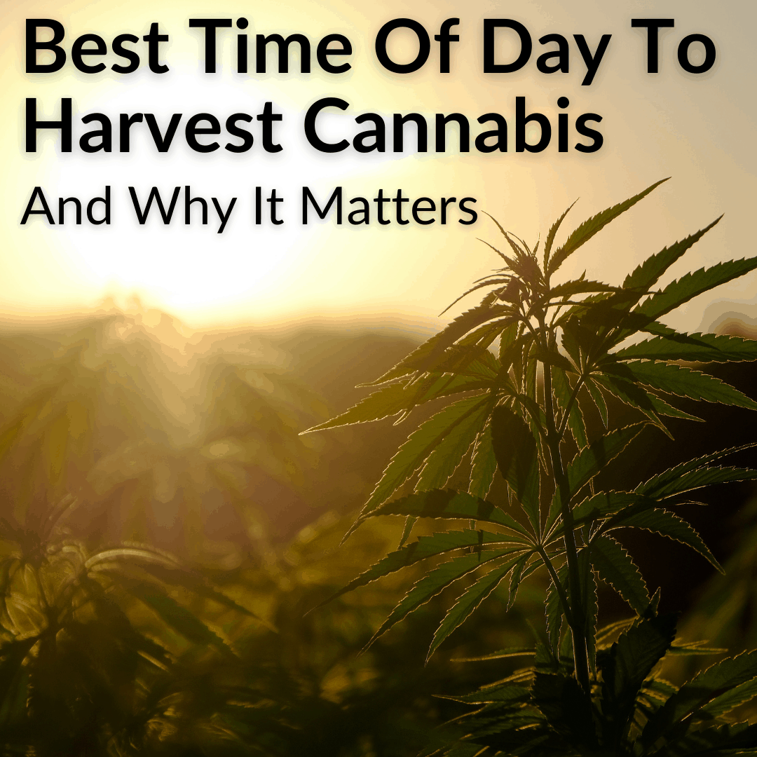 Best Time Of Day To Harvest Cannabis