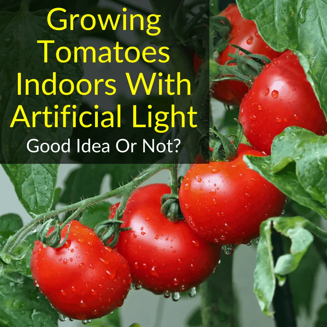 Growing Tomatoes Indoors With Artificial Light