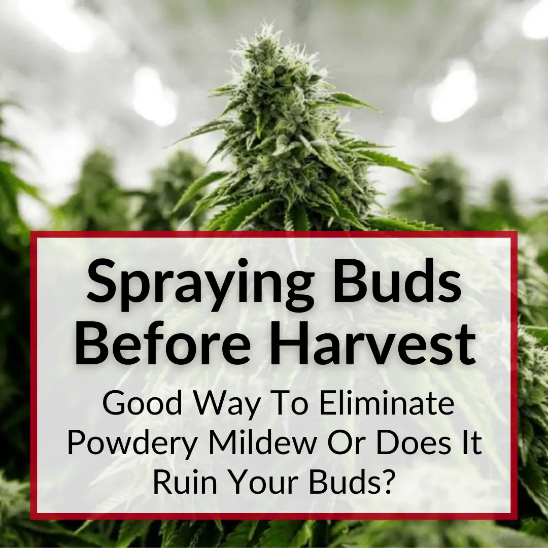 Spraying Buds Before Harvest Powdery Mildew