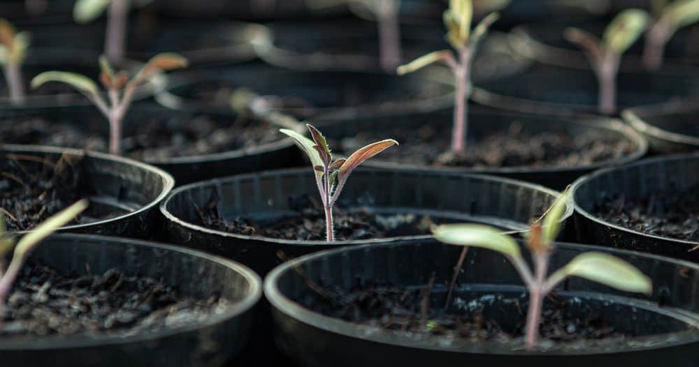 tomato pots arranged