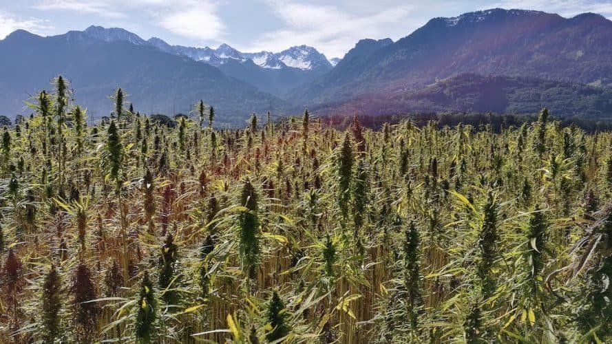 Best Time Of Day To Harvest Cannabis (And Why It Matters)