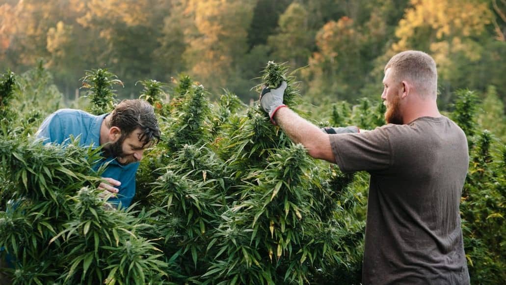 harvesting cannabis in morning