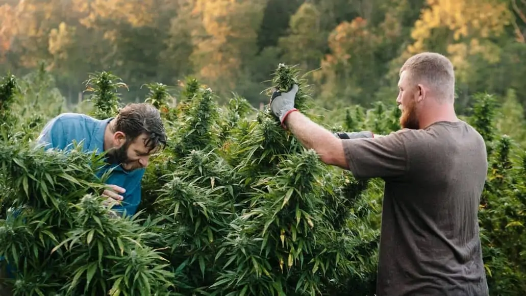 harvesting cannabis in morning