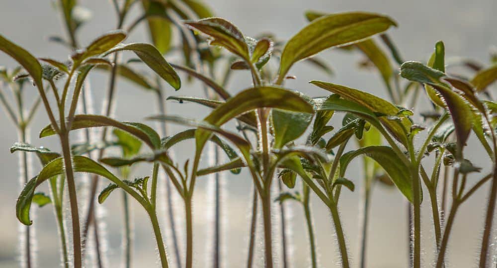 tomato seedlings