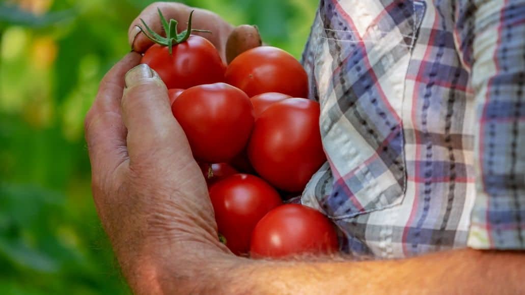 a type of tomato